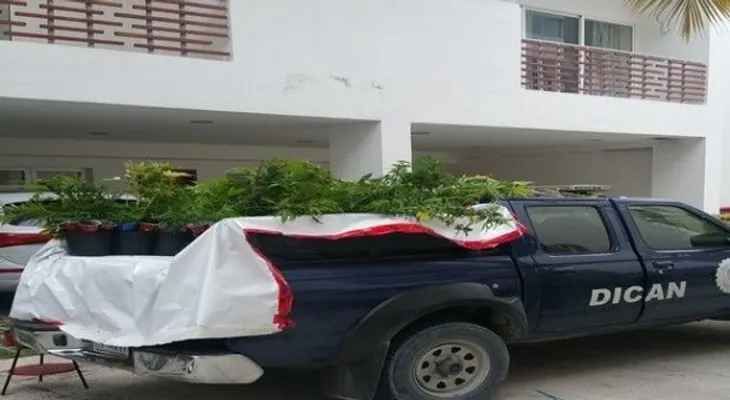 Ocupan 771 plantas de marihuana en Verón; apresan a un canadiense
