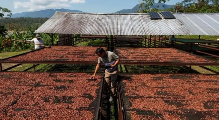 Cacao dominicano genera más de US$2,642 millones en divisas desde 2019