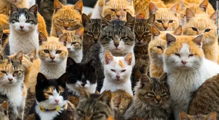 ¿Por qué las redes se llenaron de gaticos después del ataque en Barcelona?