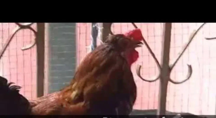 Un gallo que alegadamente dice: Cristo viene