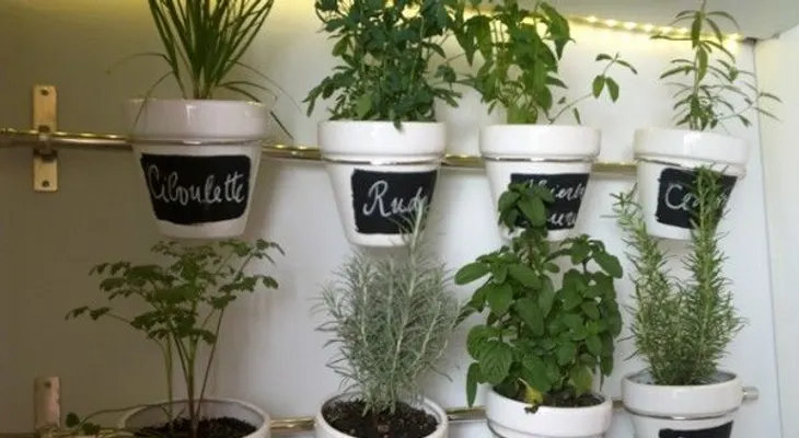 Consejos para plantar un huerto de plantas aromáticas y medicinales