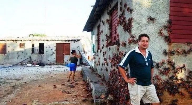 Miles de cangrejos invaden pueblo en Cuba