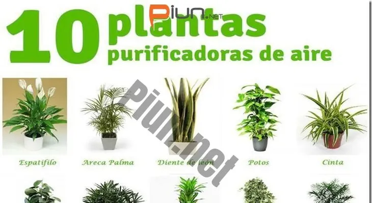 10 plantas purificadoras de aire que te conviene tener en casa 