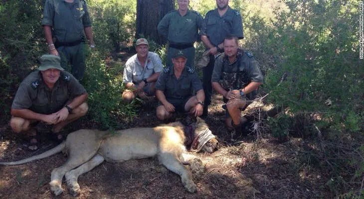 Turistas salvan a un león atrapado con una soga en el cuello en un parque de Sudáfrica