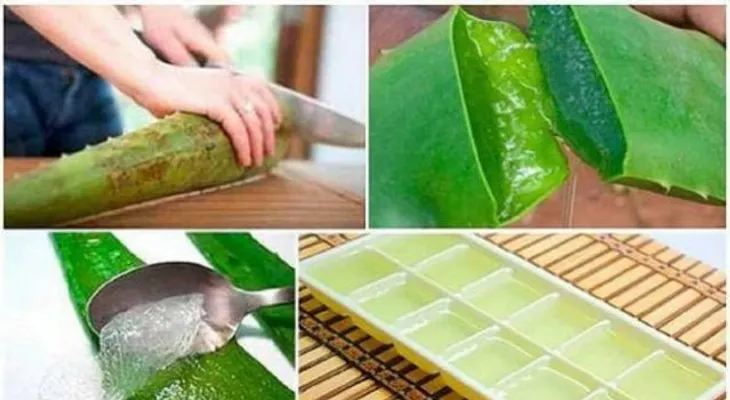 Por qué deberías congelar el aloe vera o sabila: Cuando lo sepa nunca dejarás de hacerlo