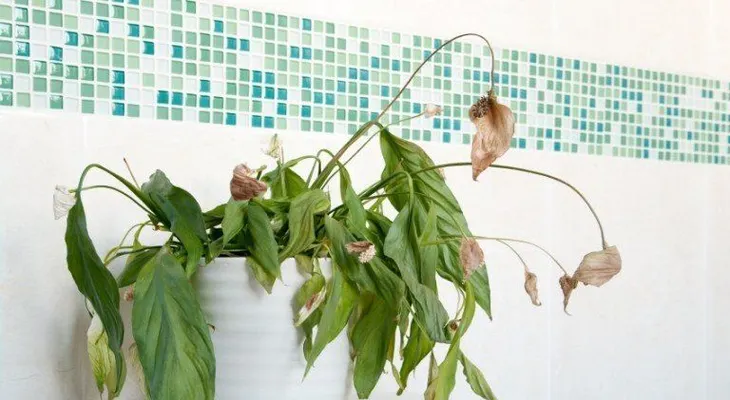 Las 15 cosas que no puede hacer con tus plantas del hogar 