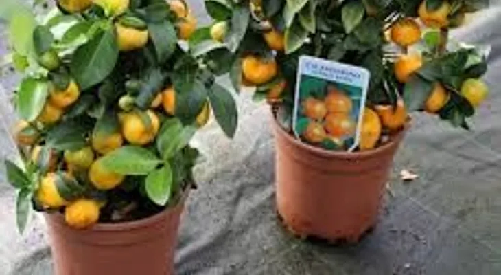 Cómo cultivar mandarinas en casa