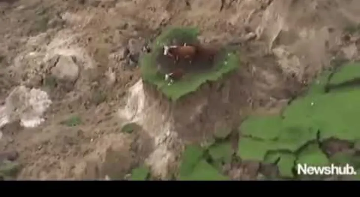 La manera increíble que tres vacas se salvan del Terremoto en Nueva Zelanda