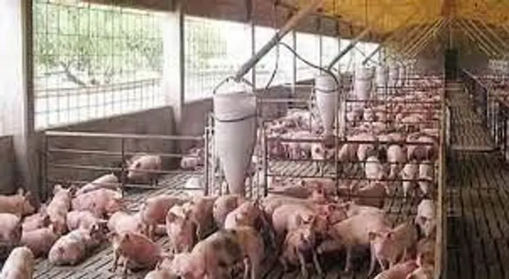RD será sede de Cumbre Porcina para mejorar calidad en la producción del sector 