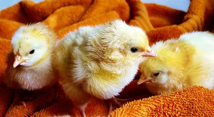 Crearán un "superpollo" inmune a la gripe para evitar pandemia mortal 
