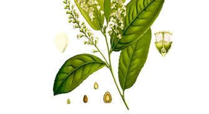 Otros beneficios del laurel: Mejora la digestión; reduce el ardor estomacal; antiinflamatorio; estreñimiento y anticancerígeno