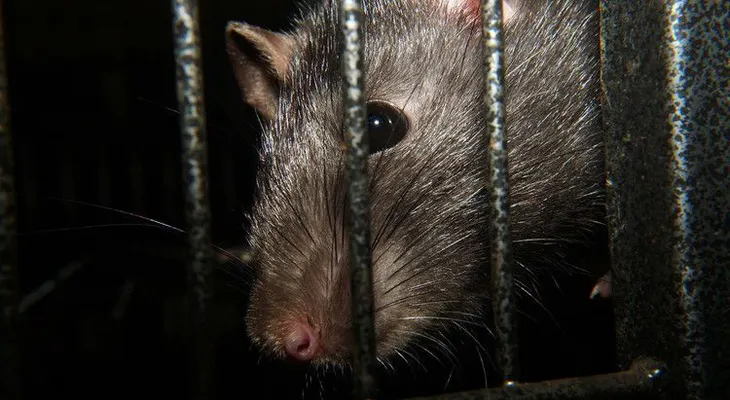 Ratadzillas: ratas del tamaño de un gato causan espanto en Londres 