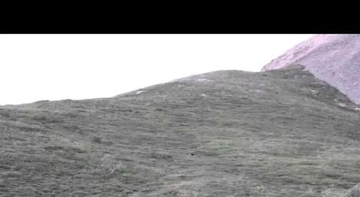 La forma de bajar de este oso te hará morir de la risa?(VIDEO) 