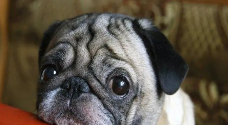 5 formas destruyes espíritu de tu perro sin saberlo