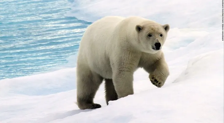 Los osos polares tendrán problemas para sobrevivir si continúa el cambio climático