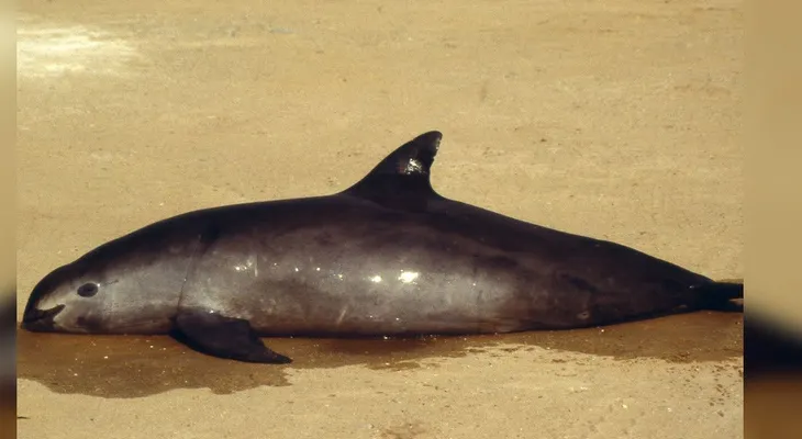 Peña Nieto, Carlos Slim y Leonardo DiCaprio se unen para salvar a la vaquita mexicana