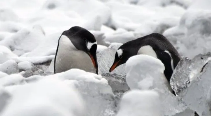 Iceberg causa muerte de 150.000 pingüinos en la Antártica