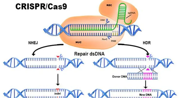 Científicos chinos crean un método para revertir avance del cáncer