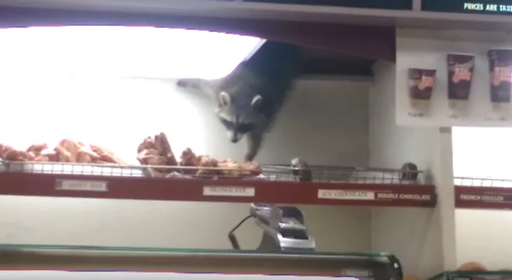 Mapache roba un dónut en una cafetería (VIDEO Viral)