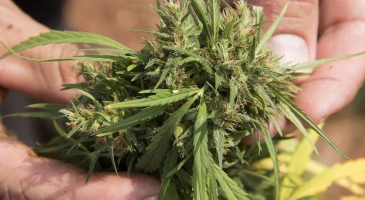 Chile plantará 7.000 semillas de marihuana para uso médico