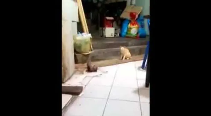Un gato observa una agresiva pelea de dos ratas... (VIDEO VIRAL)
