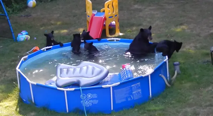 Familia de osos hace 'una fiesta' en la piscina de una familia de Nueva Jersey