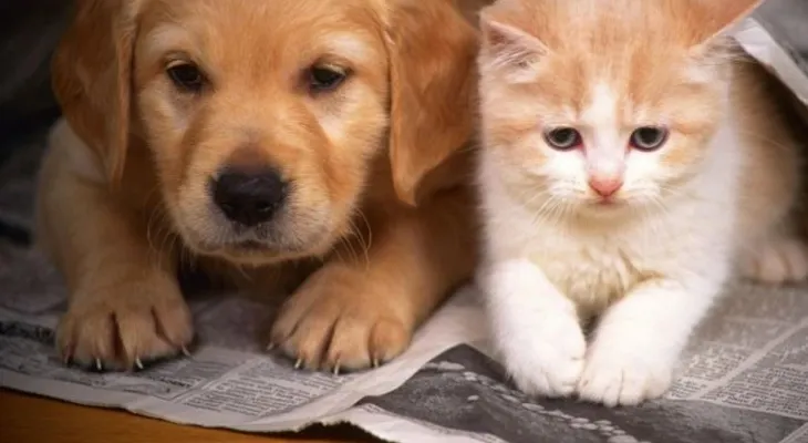 Conoce la importancia de la higiene en la convivencia de mascotas y niños