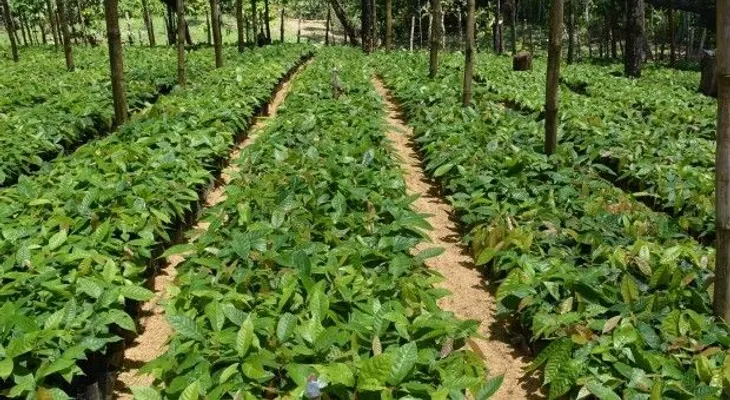Productores de El Valle ampliarán sus cultivos con plantas híbridas