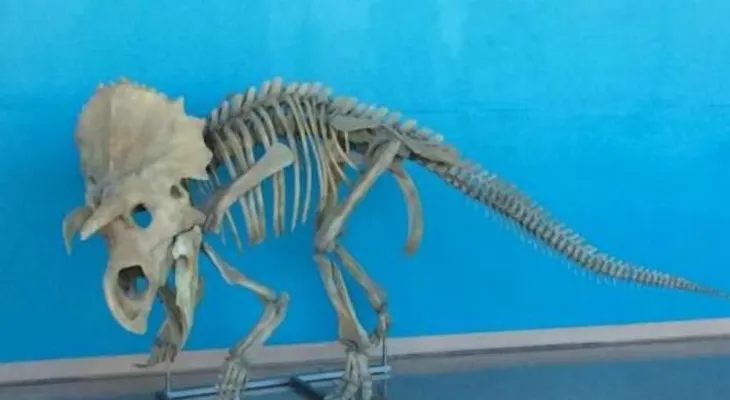 Colorado: descubren dinosaurio hasta hoy desconocido