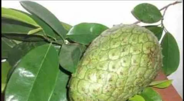 Entérate de las grandes propiedades y beneficios de la guanabana