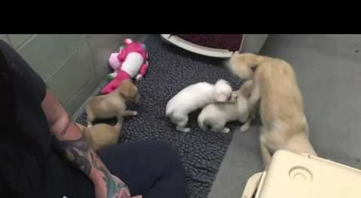 Reencuentro canino de unos cachorros con su madre (Advertencia: Este video es demasiado tierno)