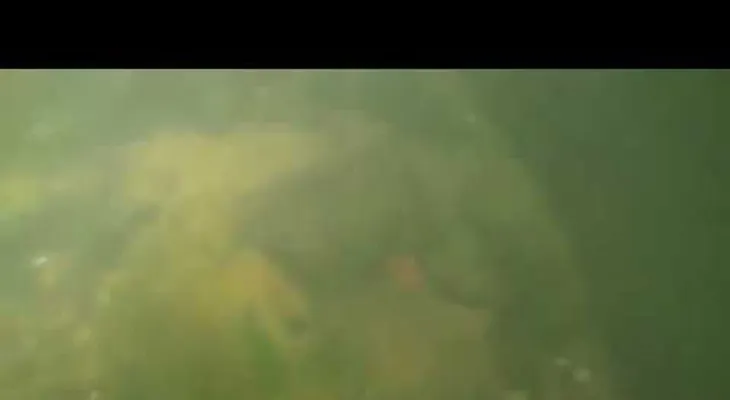 Un buzo buscaba un tesoro en el fondo del río, y se llevó una aterradora sorpresa 