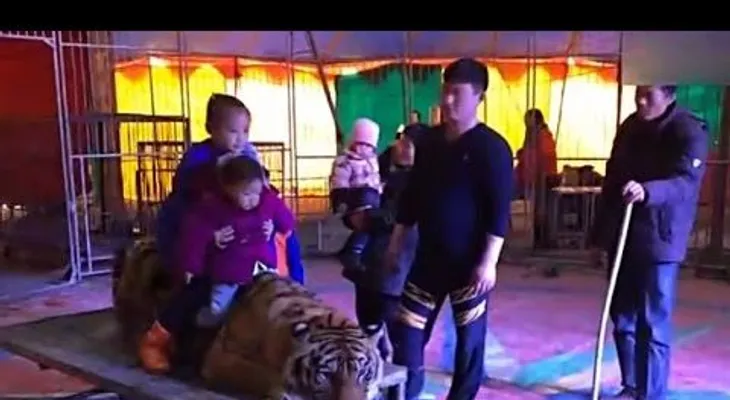 Inmovilizan a un tigre en un circo para que los espectadores puedan tomarse fotos encima de él