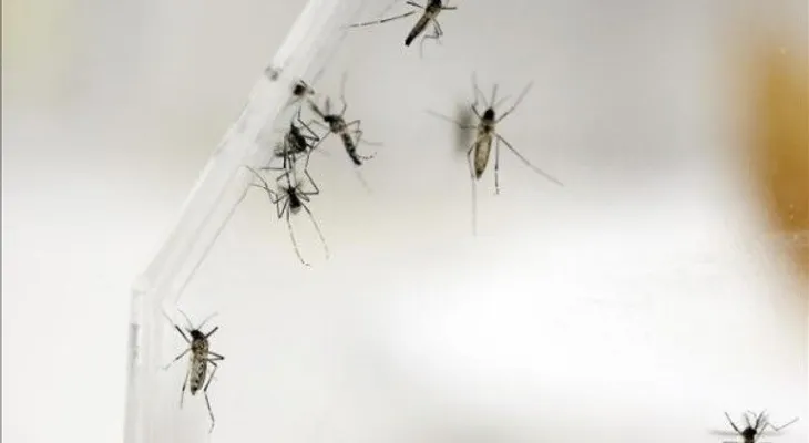 79 los casos confirmados de fiebre chikunguña en Bolivia