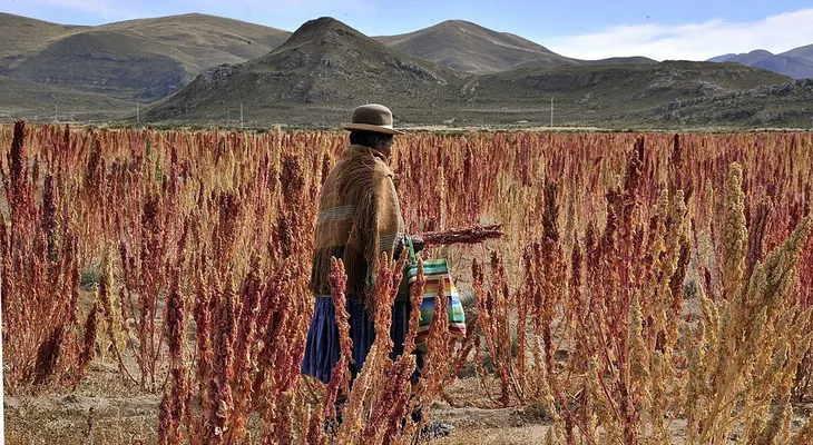 Millonario escándalo de corrupción en Bolivia: investigan desfalco en el Fondo Indígena