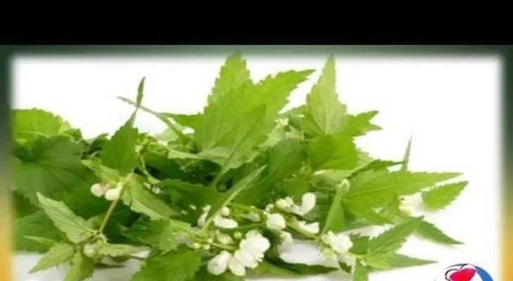 Esta planta sirve para curar: impotencia sexual, riñones, reuma, artritis, gota, artrosis