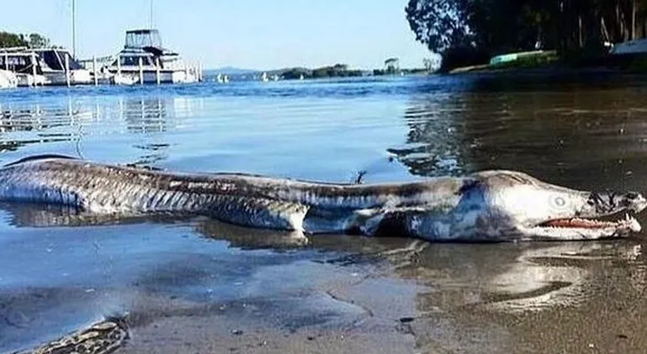 Sale del mar una cosa rarísima en Australia (VIDEO)
