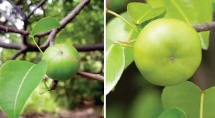 La manzanita de la muerte, la planta más peligrosa del mundo