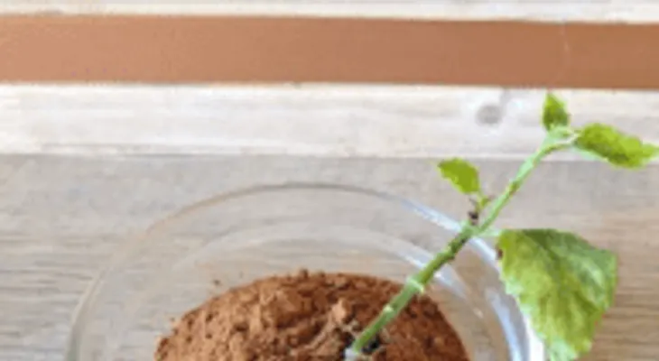 Estas son las razones por las que debes tirar canela en tu jardín