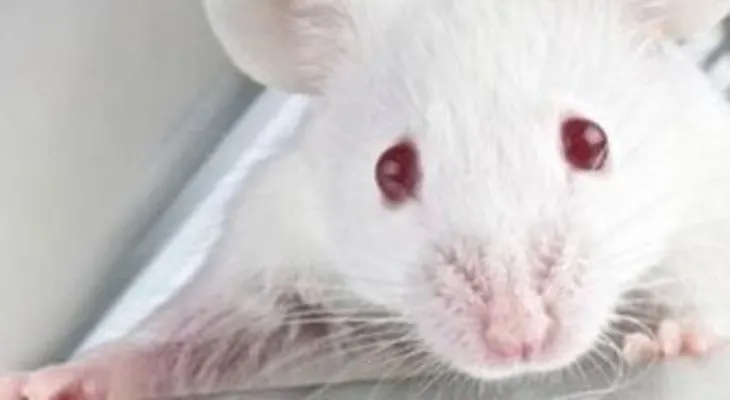Crean ratones con telómeros más largos y menor envejecimiento sin tocar genes 