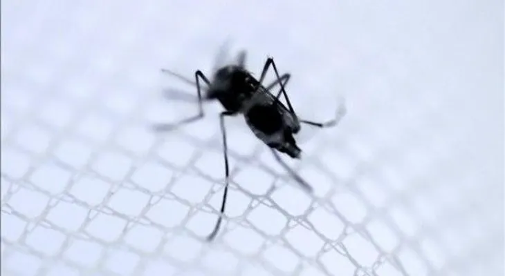 Confirman primeras dos muertes por chikunguña en El Salvador