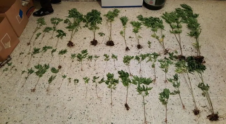 Incautan 111 matas de marihuana en una finca y arrestan mujer fue condenada a 30 años