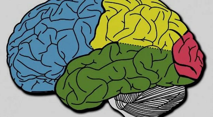 Investigación científica identifica a "recolectores de basura" en el cerebro