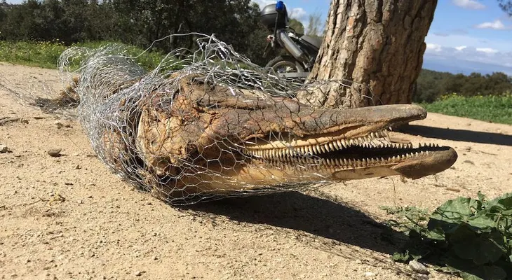 Un misterioso hallazgo: el cadáver de un delfín en el mayor parque de Madrid
