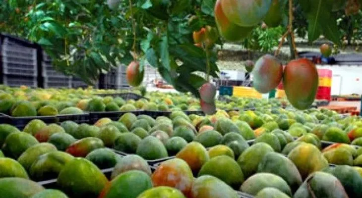 EEUU prohíbe entrada de frutas desde RD a su territorio