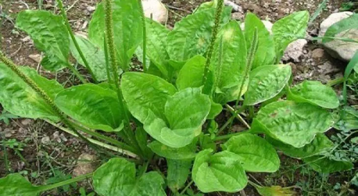 Esta planta podría cambiar la salud de todo el mundo y nadie lo sabe. ¡ATENCIÓN!
