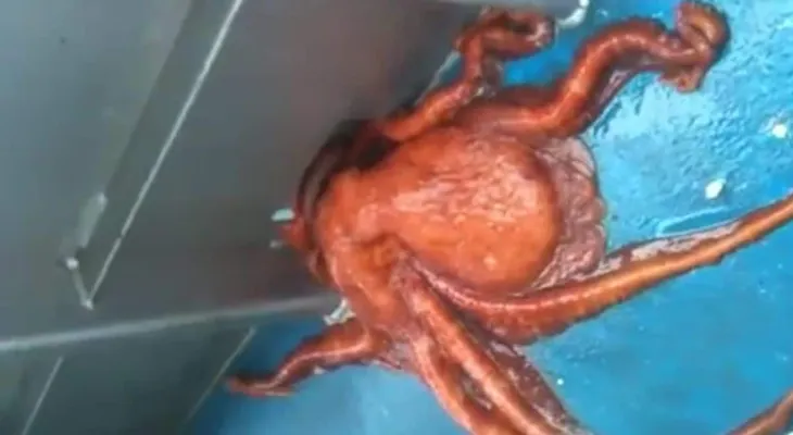 La increíble fuga de un pulpo gigante por un pequeño agujero
