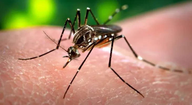 El virus del Zika amenaza a más de 2.000 millones de personas 