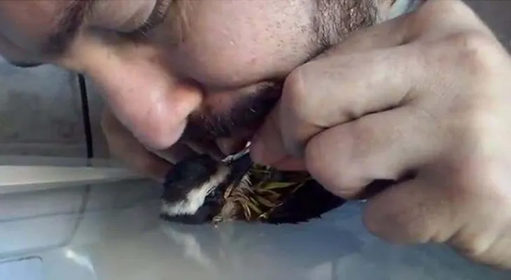 Un guardia reanima con un masaje cardíaco a un loro electrocutado en Brasil