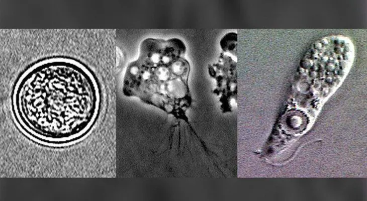 En las piscinas de los hoteles se esconden bacterias mortales 